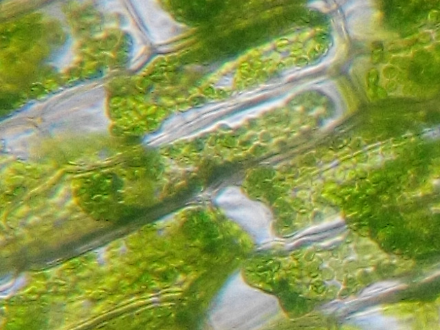 发生质壁分离的黑藻细胞